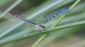 IMG_0081 Coenagrion mercuriale tandem